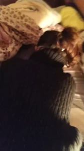 后入眼镜妹骚叫不断